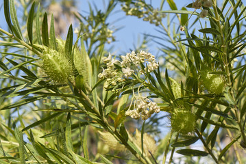Asclepias fruticosa 