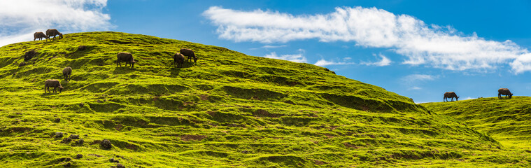 panoramic view of the green hills with buffaloes grazing  on a clear summer day