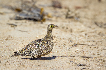 Double-banded Sandgrouse in Kruger National park, South Africa