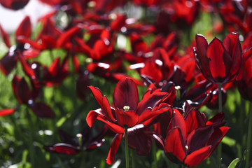 Red blooming tulips in garden, summer time.