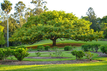 leopard tree Brisbane botanic gardens
