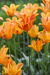 Orange tulips blooming in garden, summer time.