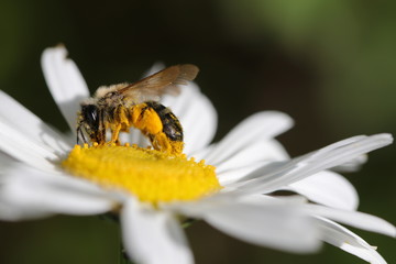 Westliche Honigbiene beim Pollensammeln auf einer Margerite