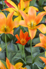 Orange tulips blooming in garden, summer time.