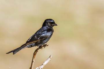 Fork-tailed Drongo in Kruger National park, South Africa