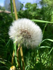 Pusteblume an einem sonnigen Tag