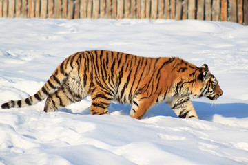 Wild siberian tiger on a morning walk.