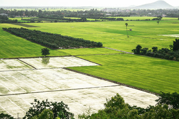 Rice field, on top of view