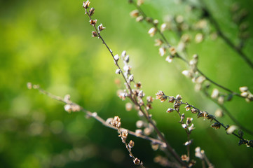 Branch