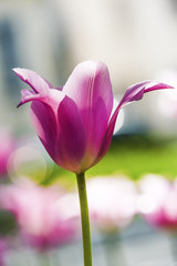 Fototapeta premium Pink tulips blooming in garden, summer time.