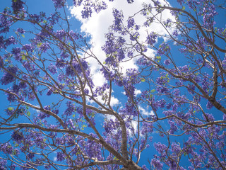 Jacaranda on cloud and blue sky