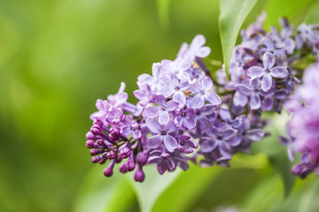 Blooming lilac flowers in garden, spring time.