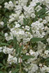 Spiraea cantoniensis 