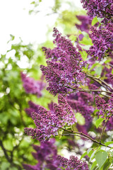 Blooming lilac flowers in garden, spring time.