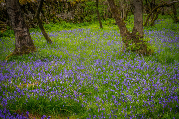 Oxenber and Wharfe Woods are most famous for the riot of wild flowers that can be seen in spring.