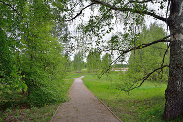 Alley under a tree on a cloudy day