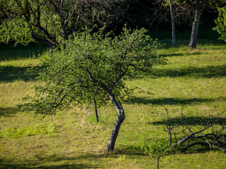 Baumschnitt im Frühjahr