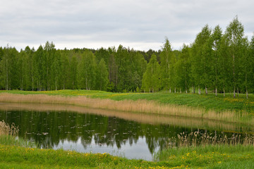 Пейзаж: деревья, озеро, камыш в пасмурный день на территории государственного музея-заповедника А.С. Пушкина - Петровское