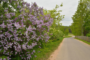 Russian landscape: blooming lilacs near the road in a cloudy day on the territory of the state...