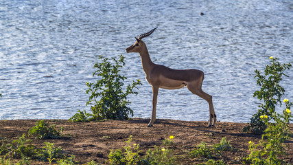 Common Impala in Kruger National park, South Africa