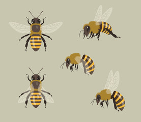 Honey Bees, different views