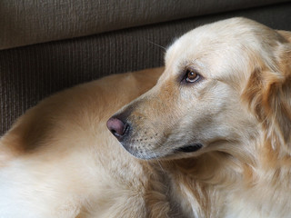 Side face of a golden retriever dog