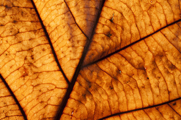 Bright dry autumn leaf close-up