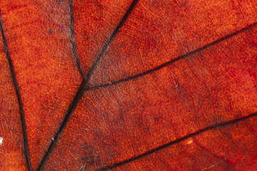 Bright dry autumn leaf close-up