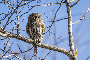 Pearl-spotted Owlet in Kruger National park, South Africa