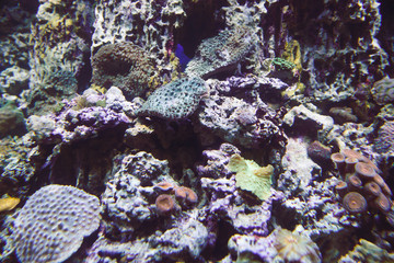 fish disguised themselves as  reef