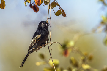 Southern black Tit in Kruger National park, South Africa © PACO COMO