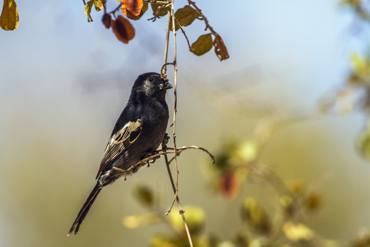 Southern black Tit in Kruger National park, South Africa