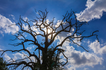 Fototapeta premium Perennial death tree with bulesky background