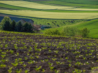 K&uuml;he auf der Weide