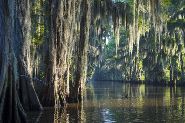 Misty morning swamp bayou scene of the American South featuring bald cypress trees and Spanish moss...