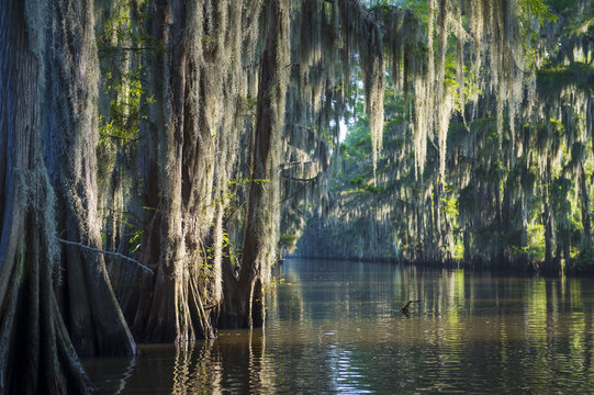 Misty morning swamp bayou scene of the American South featuring bald cypress trees and Spanish moss in Caddo Lake, Texas