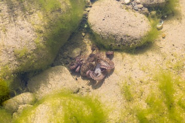 La mirada de un pulpo