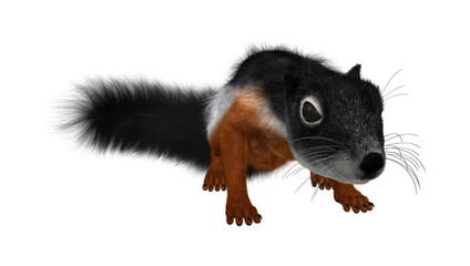 3D Rendering Prevost Squirrel on White