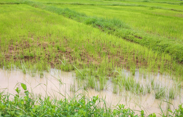 Obraz premium Cornfield in thailand
