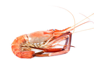 Cooked shrimp isolated on white background.