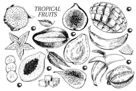 Vector hand drawn exotic fruits. Engraved smoothie bowl ingredients. Tropical sweet food. Carambola, guava, papaya, fig, mango, banana, acai, pitaya, lychee