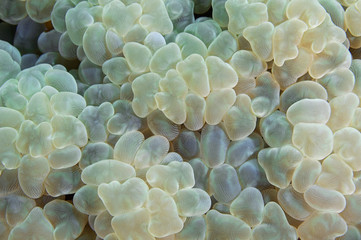Soft Coral