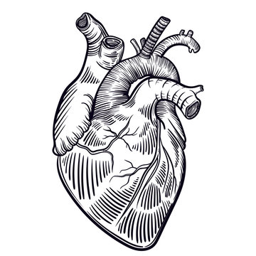 Vector art with a human heart. A healthy human heart. Vintage illustration with a linear heart.