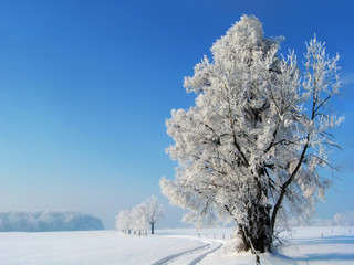 Frozen Trees
