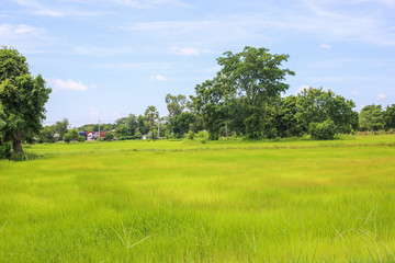 Cornfield in thailand