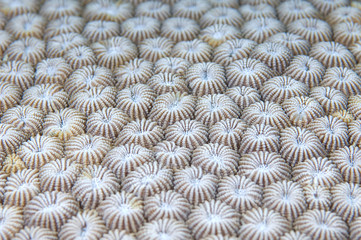 Coral detail