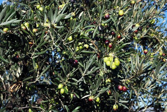 Olives ripening on a tree near El Burgo, Spain.