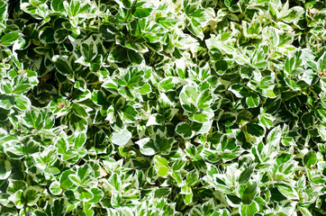 Variagated Box Hedging