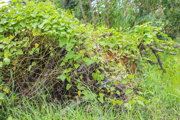 Fototapeta premium plant