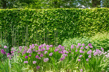 Purple alliums in English Border with Hedge in background